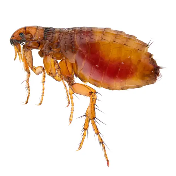 flea on a white background - Keep pests away from your home with Active Pest Control in GA