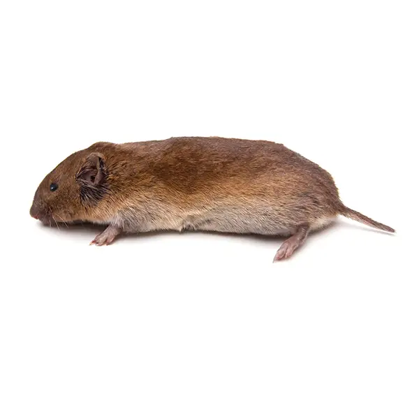 vole on a white background - Keep pests away from your home with Active Pest Control in GA