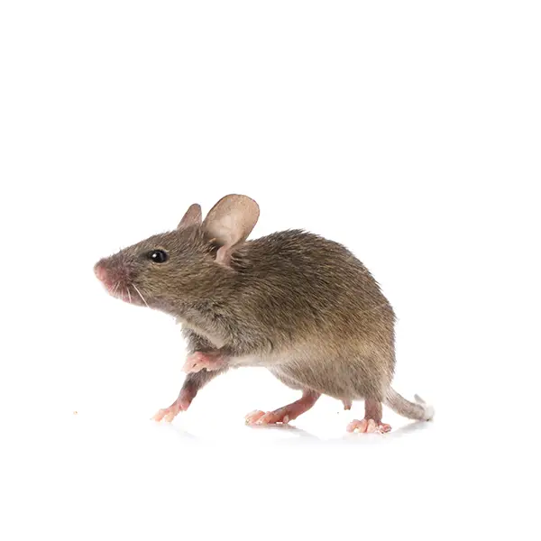 Gray mouse on a white background - Keep pests away from your home with Active Pest Control in GA