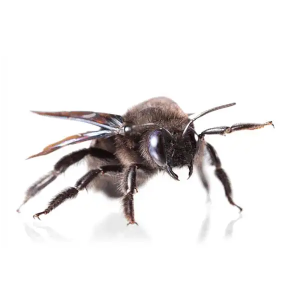 carpenter bee on a white background - Keep pests away from your home with Active Pest Control in GA