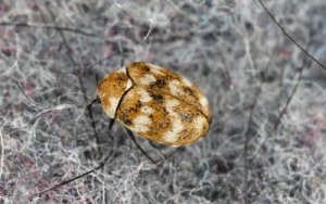 Carpet beetle close up