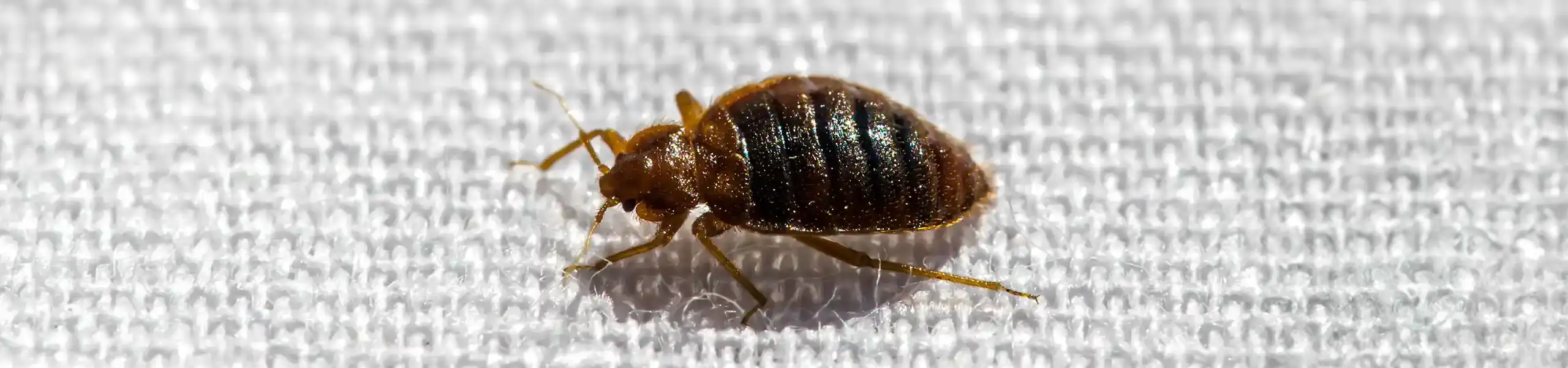 Closeup of a bed bug walking on linen | Active Pest Control serving Georgia