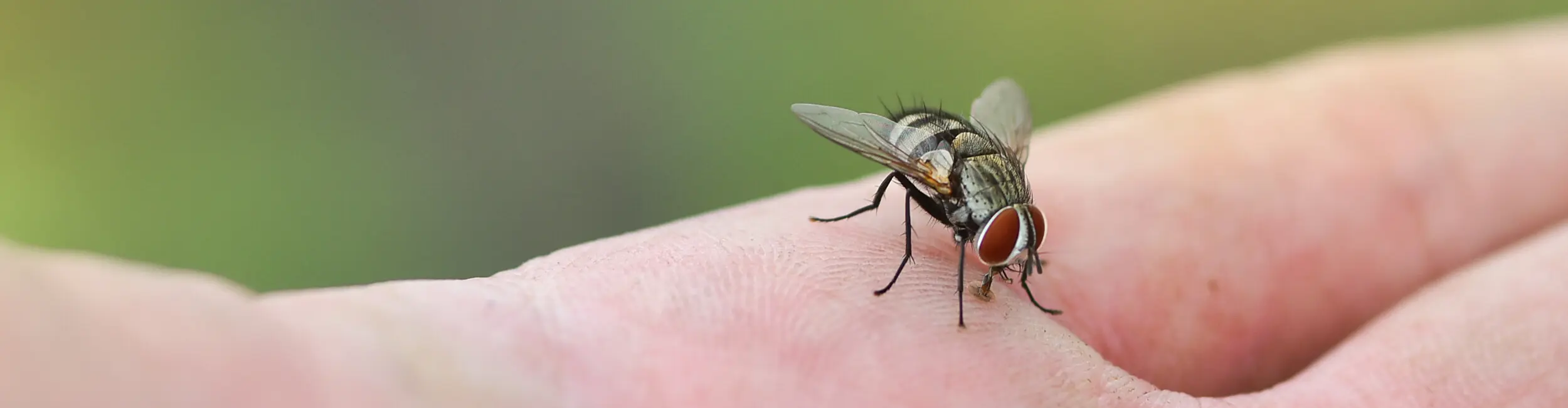 Closeup of a fly on a hand | Active Pest Control serving Georgia