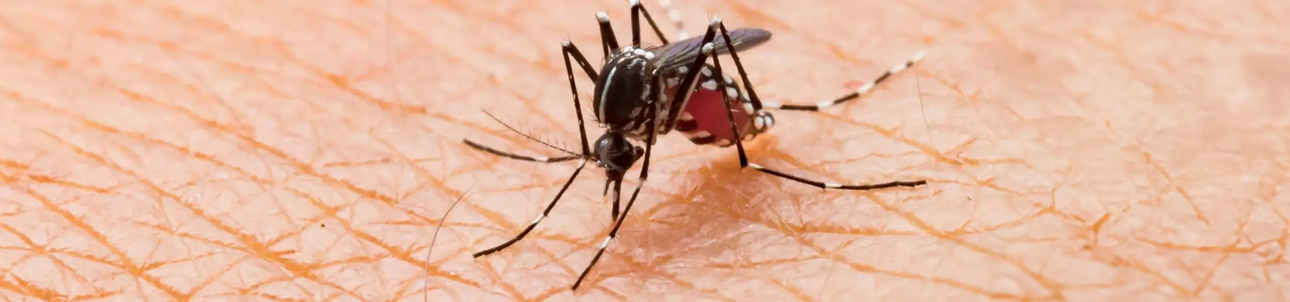 Closeup of a mosquito biting a person's hand | Active Pest Control serving Georgia