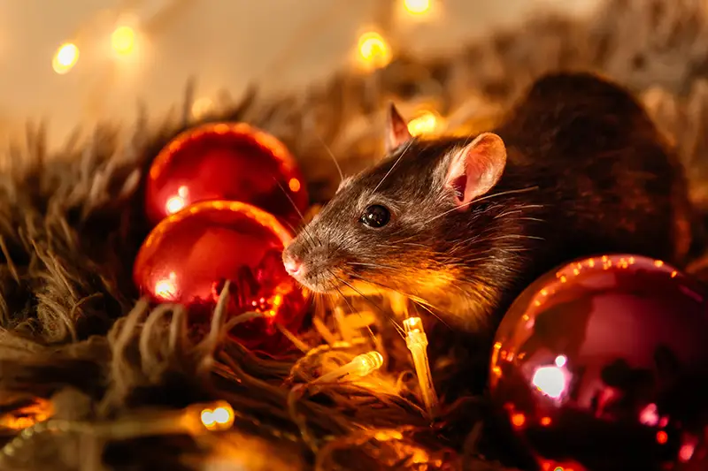 A black rat hiding among holiday decorations in a dim indoor setting. Professional pest control services are important for keeping pests away from your holiday celebration