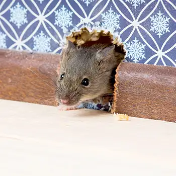 a gray mouse coming out of a hole in a wall