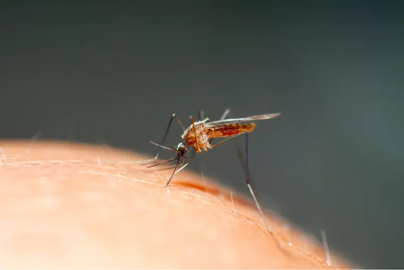 A Mosquito, Possibly Infected with Mosquito-Borne Disease, Bites a Human in Georgia