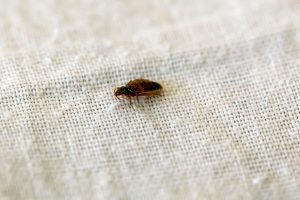 An image of a bed bug on a bed sheet, showing its small, oval-shaped, reddish-brown body with six legs and antennae.