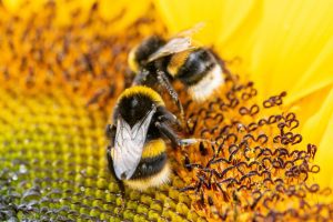 Close-up photograph of two Buff-tailed bumblebees (Bombus terrestris) on a Sunflower with a defocused background