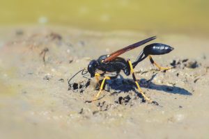 Wasp making mud ball to build its nest