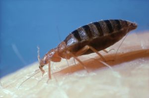 A close up image of a bed bug on a human.The insect has a flat appearance and a distinctive segmented abdomen