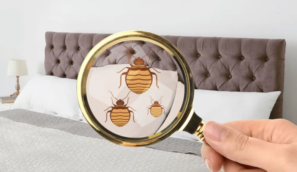 Learn how to identify bed bugs - Active Pest Control