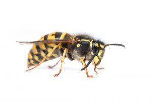 Image of a yellowjacket wasp against a white background cleaning her antennae