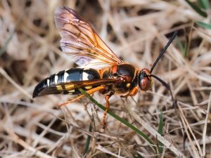 Close up of a large Cicada Killer wasp (Sphecius speciosus) perched on dried grass. Long Island, New York, USA