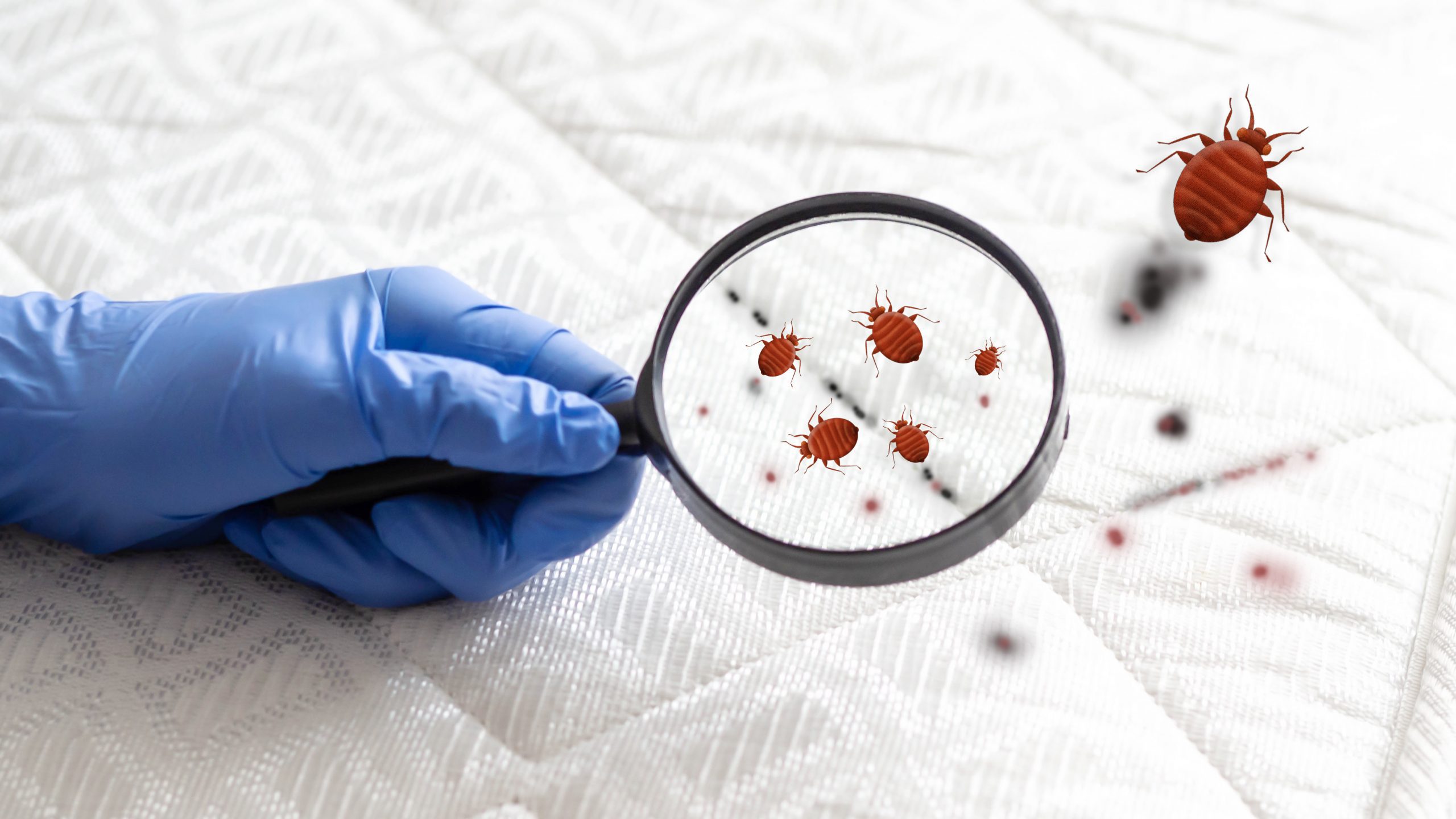 How To Prevent Bed Bugs | Info & Methods | Active Pest Control