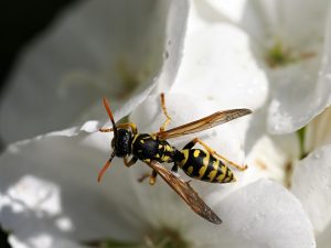 Image of a paper wasp against a white flower