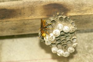 Paper wasp with eggs , in the nest