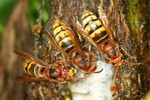 Image of three European hornets against tree bark