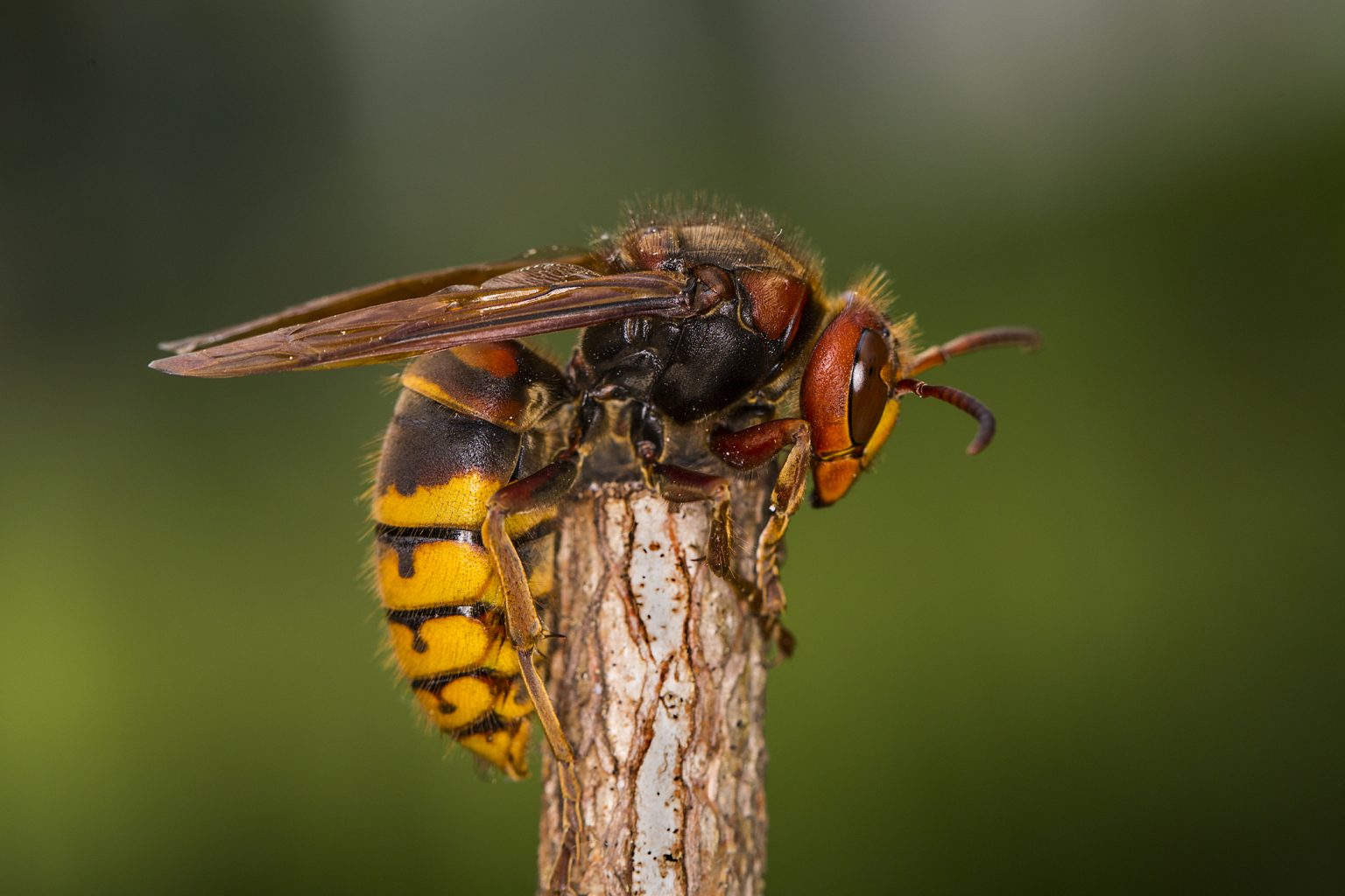 Are Hornets Dangerous? | Risks of Hornets | Active Pest Control