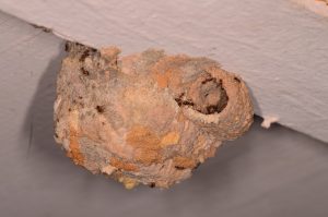 Patchy colors from different soils on Mud Dauber nest. Photo taken in Franklin county, Florida