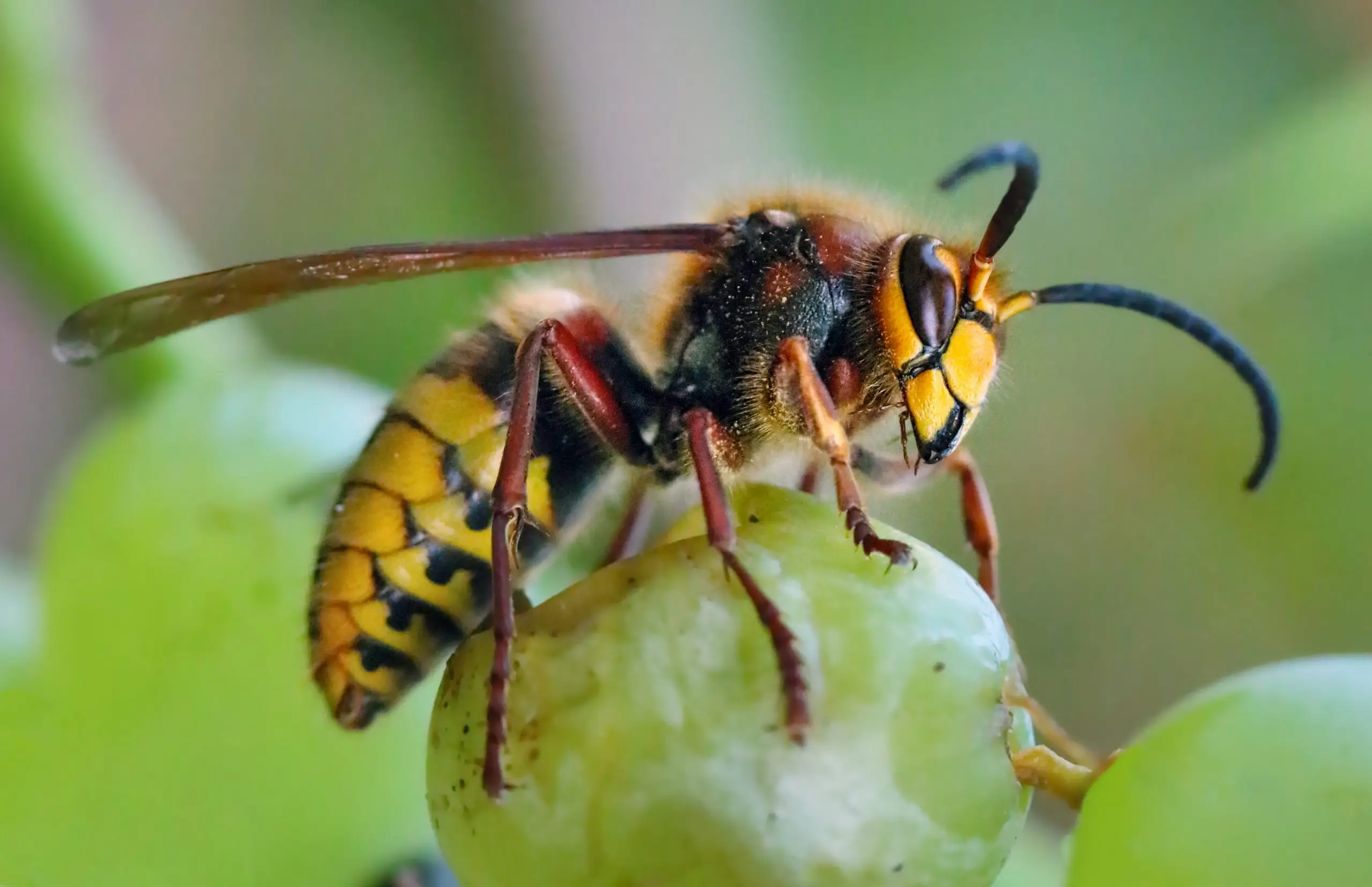 Are Hornets Dangerous to Humans? in your area