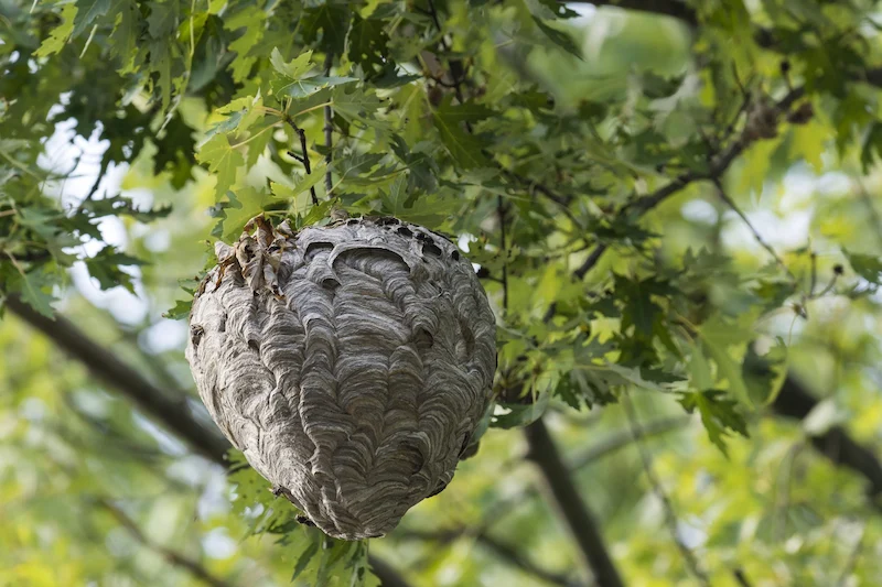 How To Identify Hornet Nests in your area