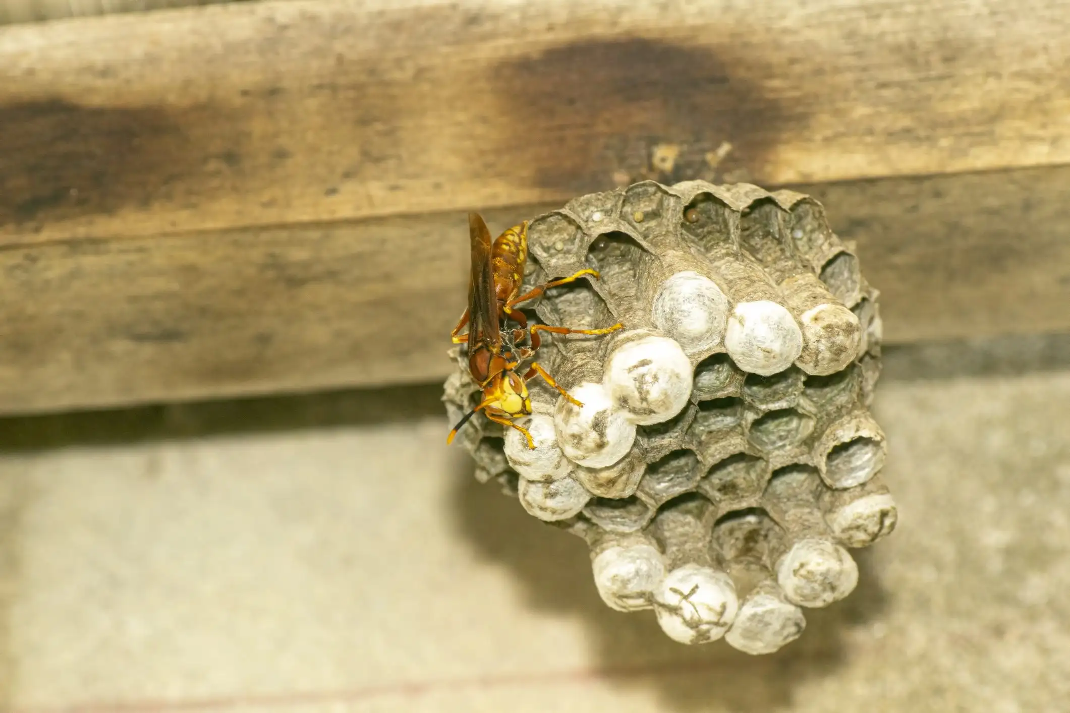 How to Identify Wasp Nests in your area