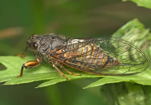 Closeup of a cicada on a leaf in Georgia
