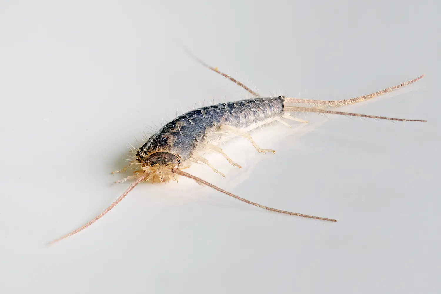Closeup of a gray silverfish insect