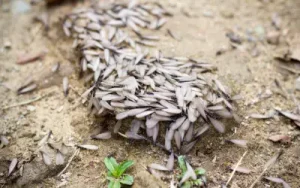 swarm of carpenter ants easily could be mistaken for termites if you don't know how to tell the difference between the two