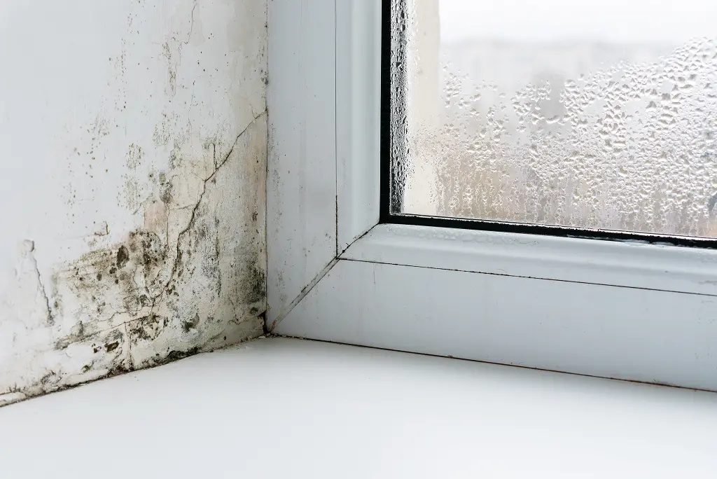 Window moisture and mold in a Georgia home. Contact Active Pest Control to protect against moisture damage.