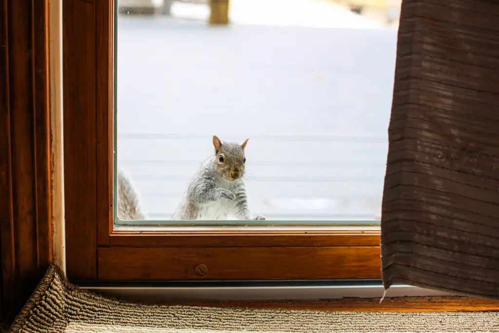 A squirrel outside a patio door of a residential home. Active Pest Control offers rodent and wildlife exclusion in Georgia.