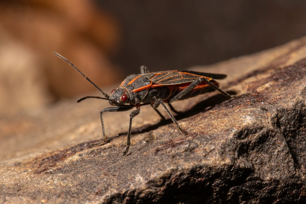 A boxelder bug standing on a rock with its antenna up in the air.