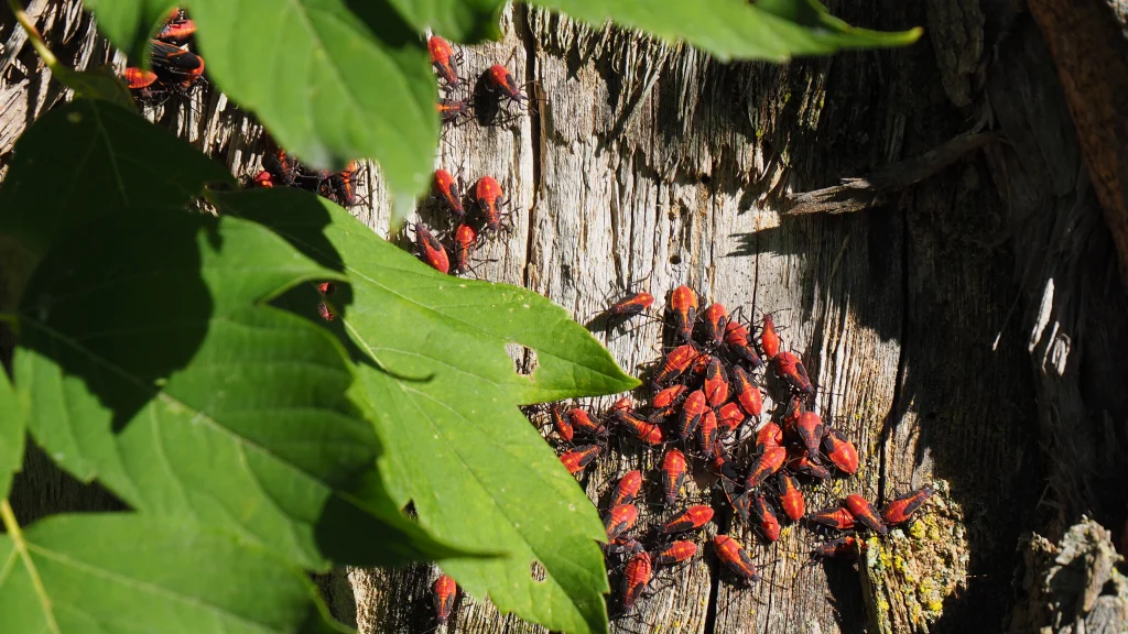 A swarm of boxelder bugs on a tree trunk in the sunshine.