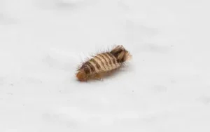 close up of varied carpet beetle larva, more harmful than adult beetles