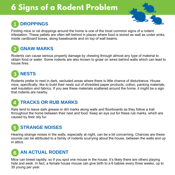 Six signs of a rodent problem graphic for Active Pest Control.