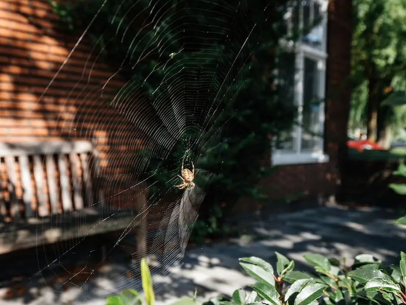 a spider that has made a nest outside of a home in the fall.