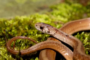 Closeup of a DeKay’s brown snake on a Georgia property