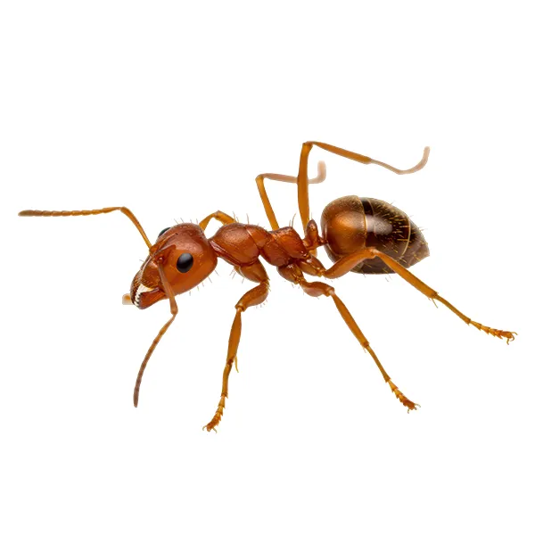 Fire ant on a white background - Keep pests away from your home with Active Pest Control in GA