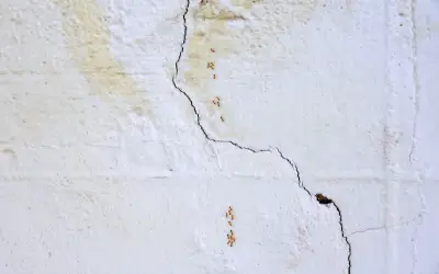 crack in wall, providing entry point for ants