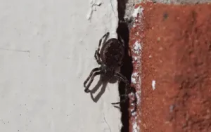 spider squeezes into crack to get inside home