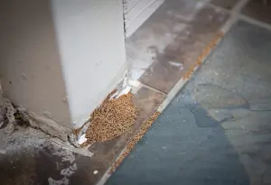 Termite frass in a Georgia home. You can spot Drywood termites by their droppings under infested wood, which are a pellet-like debris resembling a grain of rice.