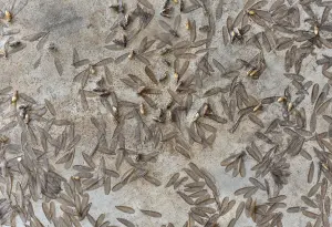 Winged termites on ground of Georgia home. Notice wings around your home? It could be a sign of termites.