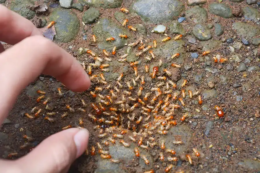 A hand reaching down toward a large cluster of termites swarming on rocky, dirt-covered ground, illustrating the scale of an infestation.
