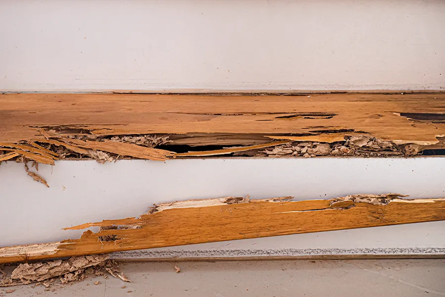 Extreme termite damage to structural wooden beams, showing the wood shredded, hollowed out, and filled with 