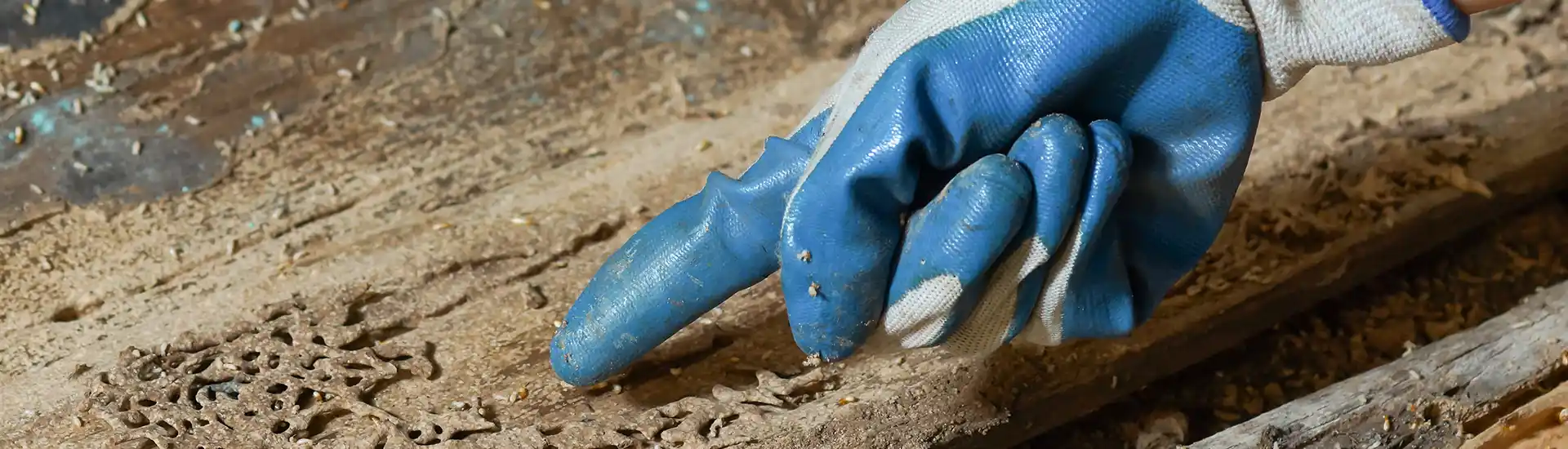 A blue-gloved finger points to extensive termite galleries and wood rot on a structural timber, highlighting the texture of the damage.