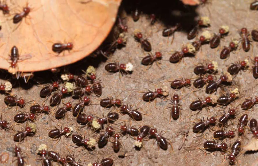 A wide-angle view of a large swarm of dark-bodied termites crawling over sandy soil and dried brown leaves.