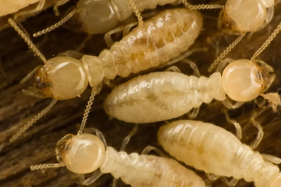 A macro, top-down view of several subterranean worker termites with pale, translucent bodies crawling over a dark wood surface.