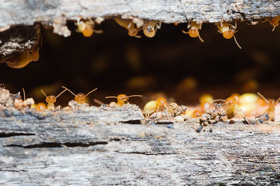 A close-up shot of several termites emerging from a horizontal crevice in a piece of weathered, grey wood.