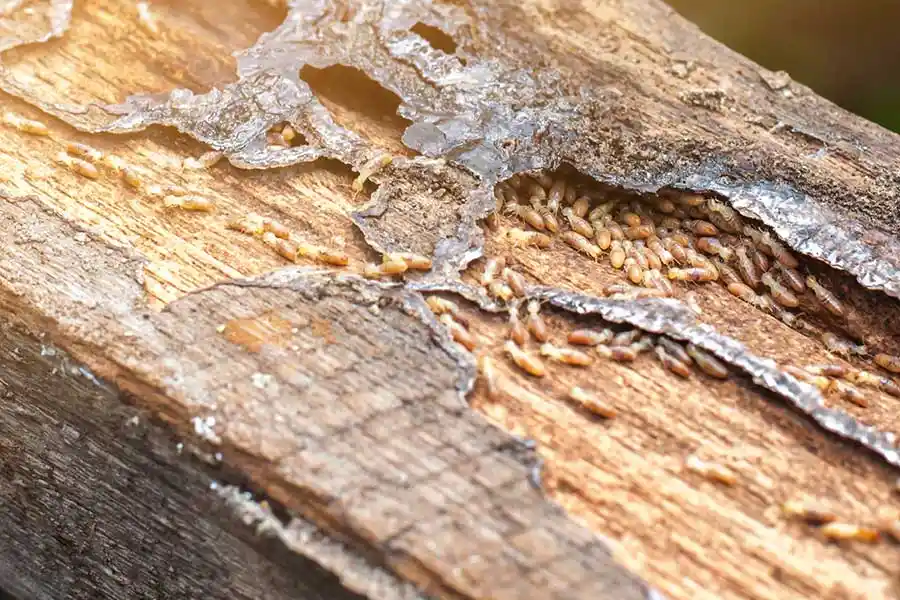 A high-angle view of dozens of termites swarming inside the tunnels and grooves of a piece of decaying timber.